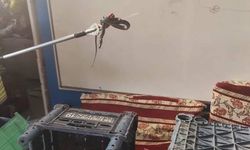Yerleşim yerlerine giren yılanlar yakalandı