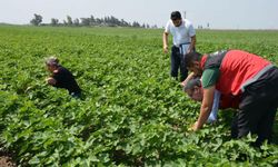 Hatay’da pamuk, soya ve ayçiçeği üretim alanları kontrol edildi