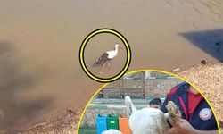 Yaralı leylek ekipler tarafından kurtarıldı