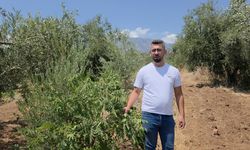 Sumağımı topladın tartışması kavgaya dönüşüyordu