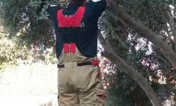 Patisi ağacın dalına sıkışan kedinin yardımına itfaiye yetişti