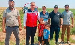 Hatay'da silajlık mısır hasadı başladı