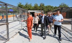 Hayvan bakımevi sokak hayvanlarının sıcak yuvası oldu