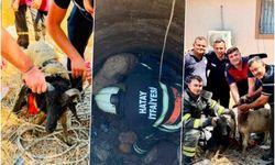 Kuyuya düşen 2 koyun kurtarıldı