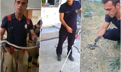 Antakya'da evlere giren yılanlar yakalandı