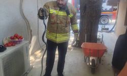 Eve giren yılan ekipler tarafından yakalandı