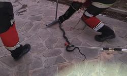 Antakya ve Reyhanlı’da yerleşim yerlerine giren yılanlar yakalandı