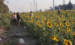 Doğal fotoğraf stüdyosu halini alan ayçiçek tarlası vatandaşların ilgi odağı oldu