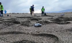 Samandağ Sahili’ndeki nadir türlere özel koruma çalışması