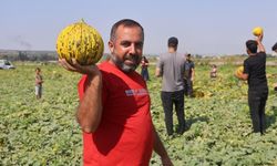 Kavun tarlada kilosu 10 TL'den alıcı buluyor