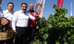 85 bin ton rekolte bekleniyor🍇