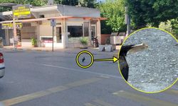 Karga, ağzındaki parayla görüntülendi
