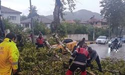 Yayladağı’nda aracın üzerine ağaç devrildi
