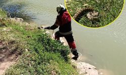 Reyhanlı’da göl kenarında görülen yılan yakalandı
