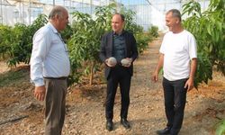 Erzin’de avokado ve mango üretimi yapılan seralar ekonomiye katkı sağlıyor