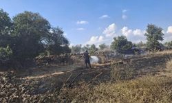 Zeytinlik alan ve anız yangını geniş alana yayılmadan söndürüldü
