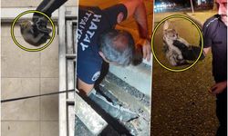 İskenderun’da mahsur kalan hayvanlar ekipler tarafından kurtarıldı