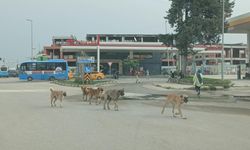 Sokaklarda Başıboş Köpek Tedirginliği