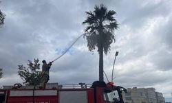 İskenderun’da yıldırımın isabet ettiği ağaç yandı