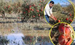 Ceviz büyüklüğündeki dolu 100 dönümlük arazideki tonlarca narı vurdu
