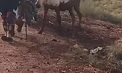 Çamura saplanan eşeği itfaiye ekipleri kurtardı