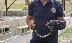 Bahçede görülen yılan doğal yaşam alanına bırakıldı
