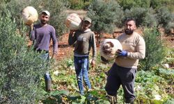 30 kilograma ulaşan tescilli beyaz kabakta bereketli hasat başladı
