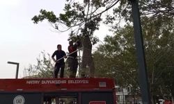İskenderun'da ağaca takılan güvercin itfaiye ekiplerince kurtarıldı