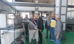 Kaliteli zeytinyağı üretimi için hasat uyarısı