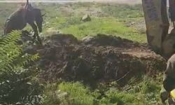 Kuyuya düşen at kurtarıldı