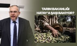 Çalışkan: Hataylı zeytin üreticisi perişan