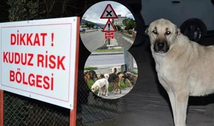 Samandağ’da Kuduz Alarmı: Dört Mahalle Karantinaya Alındı