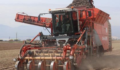 Amik Ovası'nda bereketli siyah havuç hasadı