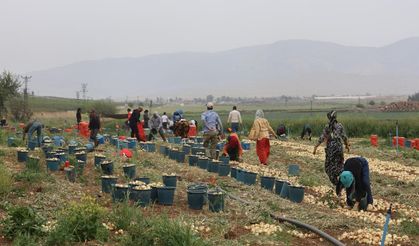 Soğan,🧅tarlada 8 TL'den alıcı buluyor