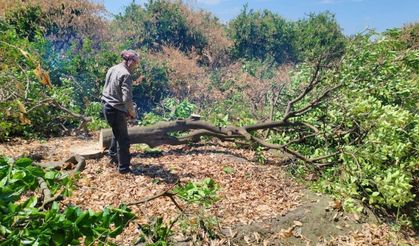 Çiftçiler don afetinde kuruyan narenciye ağaçlarını kesmeye başladı