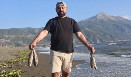 Denize sürüklenen binlerce tatlı su balığı, tuzlu suda telef oldu