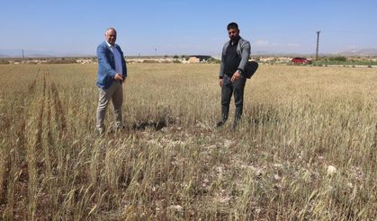 Kuraklık nedeniyle Amik Ovası'nda buğdaylar hasat olgunluğuna ulaşamadı