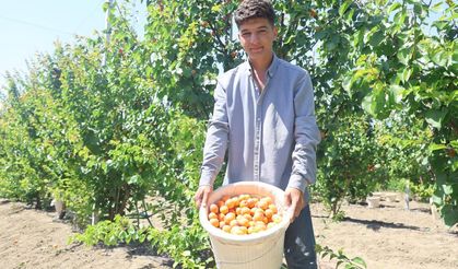 Amik Ovası'nda bereketli kayısı hasadı başladı