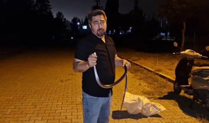 1 buçuk metrelik karayılanı nasihat vererek doğaya bıraktı