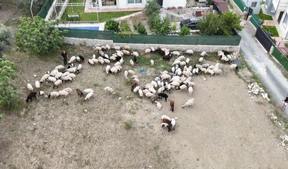 Depremzede vatandaşların memleketlerine dönüşü kurbanlıklara olan rağbeti arttırdı