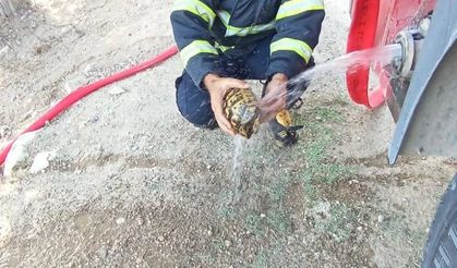 Alevlerin arasında kalan kaplumbağaya can suyu