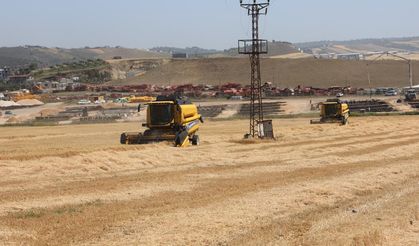 Amik Ovası'nda kuraklık buğdayda rekolteyi yarı yarıya düşürdü