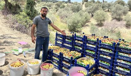 Kayısıda bereketli hasat; 50 TL ile 70 TL arasında alıcı buluyor