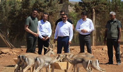 Hatay Dağ Ceylanı Üretim Merkezindeki ‘Gazella gazella' dağ ceylanlarının sayısı 18 kat arttı