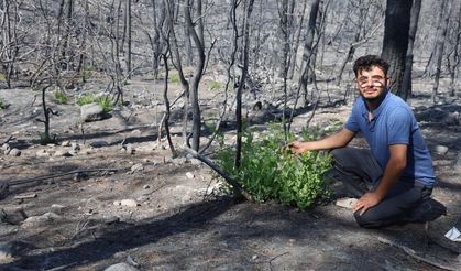 Orman yangınında küle dönen bölgede kendiliğinden fidanlar yeşerdi