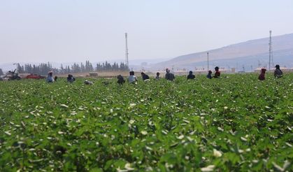 Tarım işçileri, 45 dereceyi aşan sıcakta 650 TL yevmiyeyle pamuk tarlasında zorlu mesai sürdürüyorlar