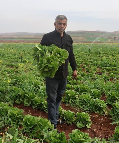 Kuraklık marul hasadında verimi olumsuz etkiledi