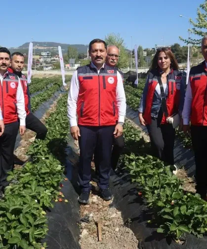 Hatay'da çilek sezonu açıldı: Rekolte hedefi 9 bin tonun üzerinde!