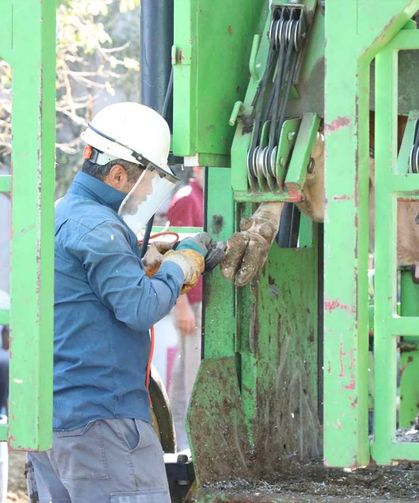 Büyükbaş hayvan tırnak bakım hizmeti başvuruları alo 153’ten