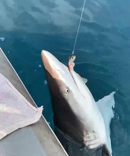 Oltaya köpek balığı takılınca ilginç anlar yaşandı🦈